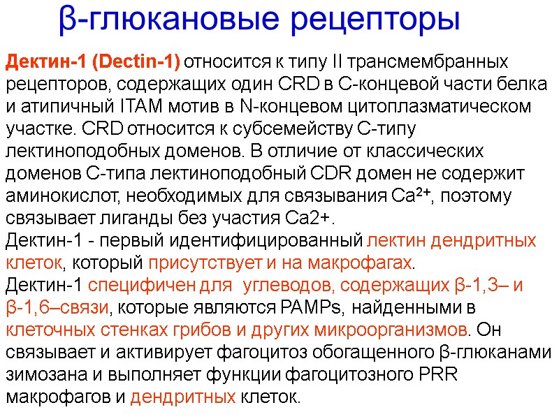 Дектин-1 (Dectin-1) относится к типу II трансмембранных  рецепторов, содержащих один CRD в C-концевой